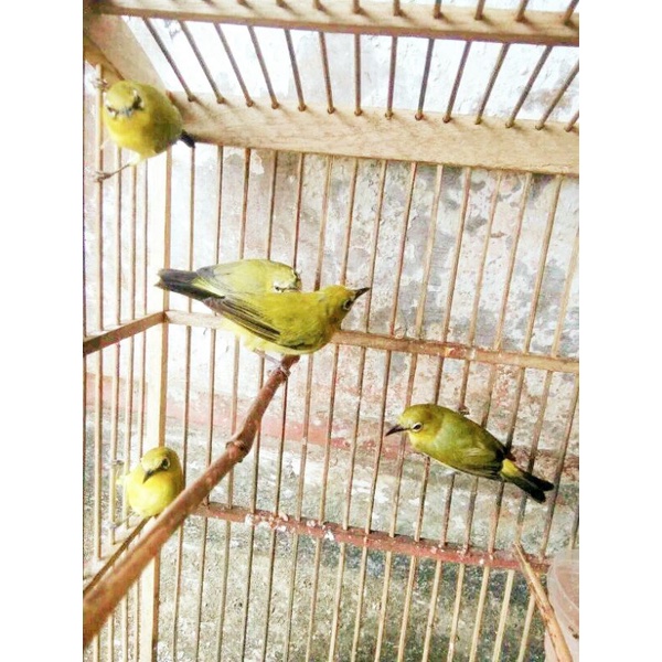 pleci betina Pacitan