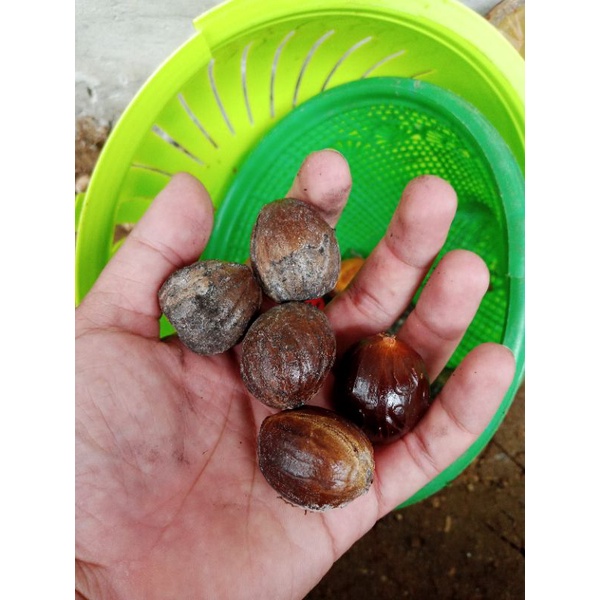 

Biji Pala Kering Biji Pala Bulat 100Gram