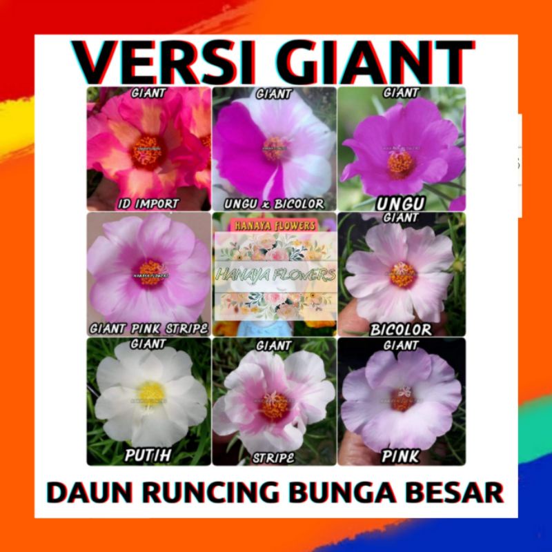 GIANT tanaman bunga krokot / bunga moss rose / potulaca / sutra bombay pukul sembilan 9 pagi