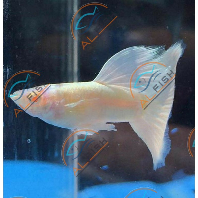 Ikan Guppy Albino Full Platinum