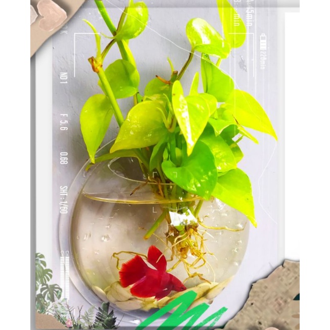 Aquarium mini tempel dinding dengan sirih lemon cantik rimbun berakar dan batu hias paket lengkap mu