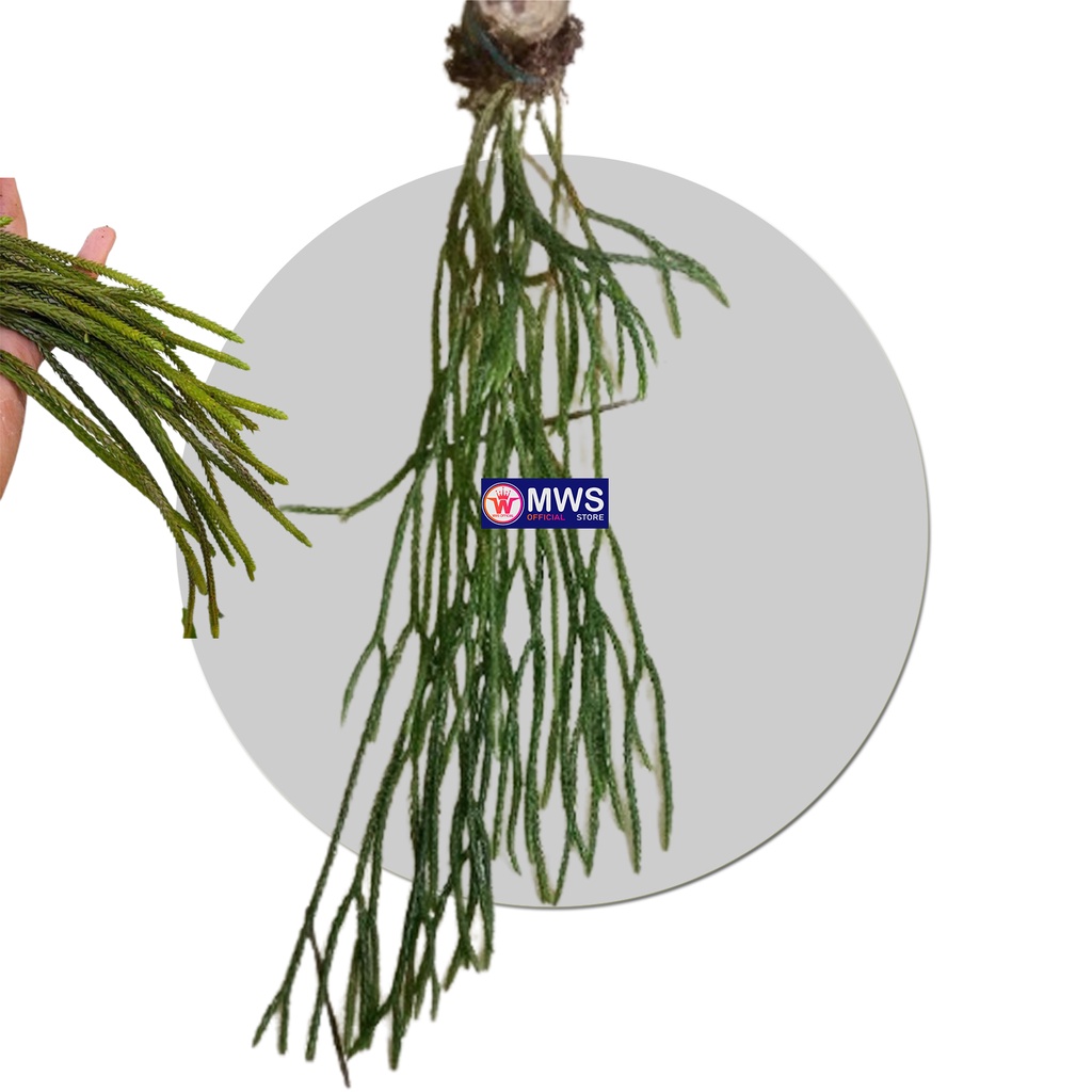 Huperzia carinata kumpai ekor tikus MWS