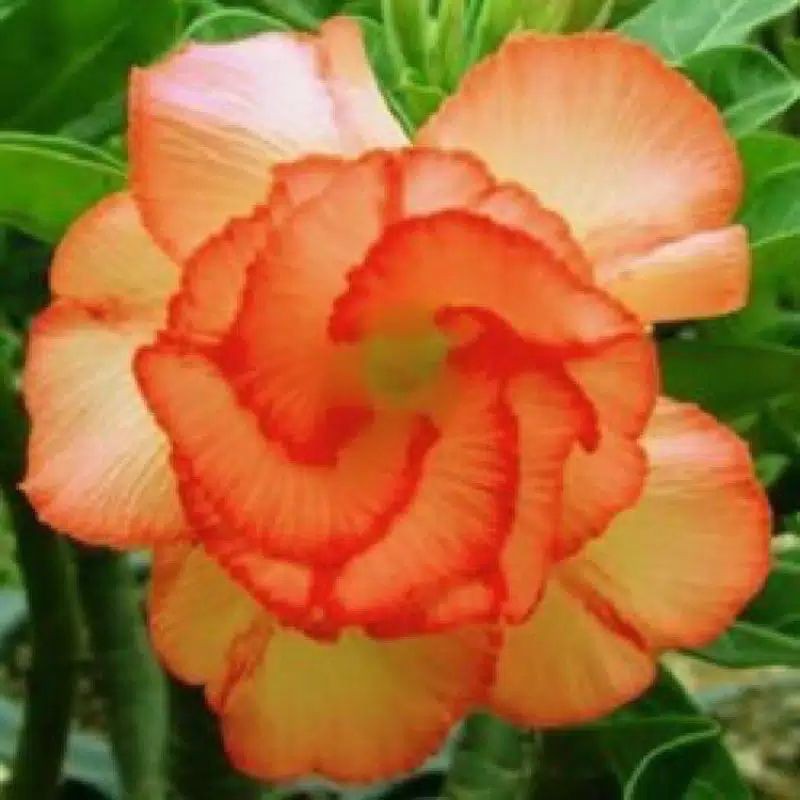 

PROMO!!ADENIUM ORANGE BUNGA TUMPUK (BIBIT)