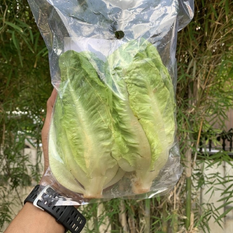 

Romaine lettuce organik