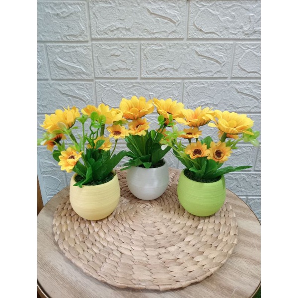 Bunga matahari pot bola mini