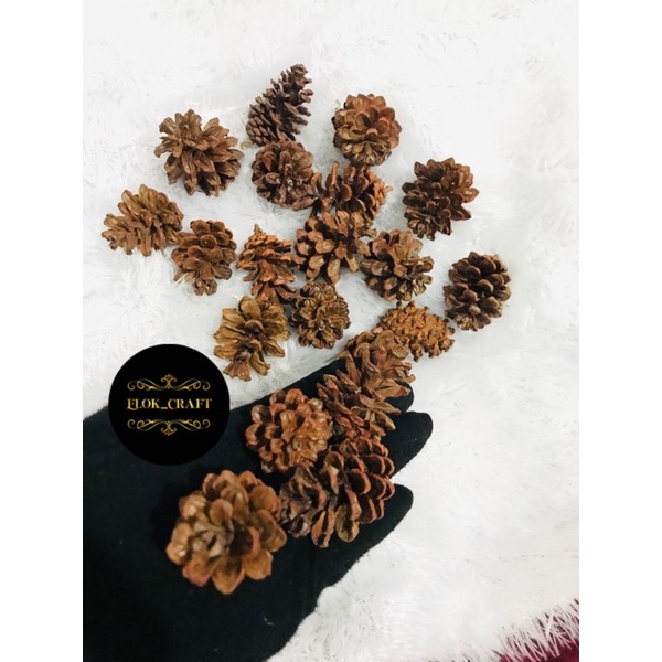 

Biji Pinus Coklat Muda/tua murah