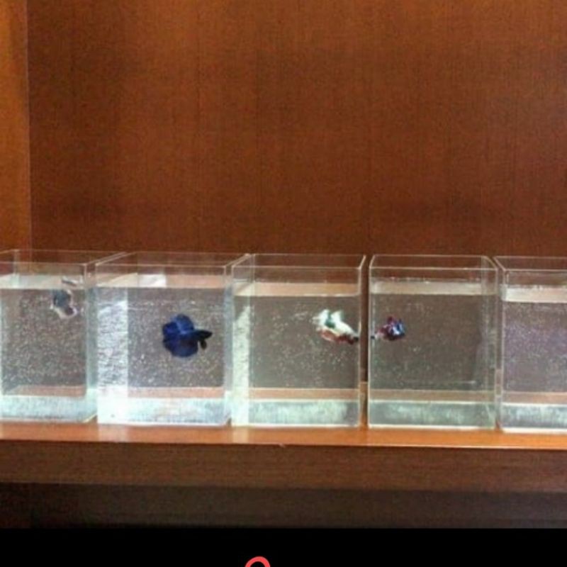 soliter cupang akrilik ukuran 10x10x15