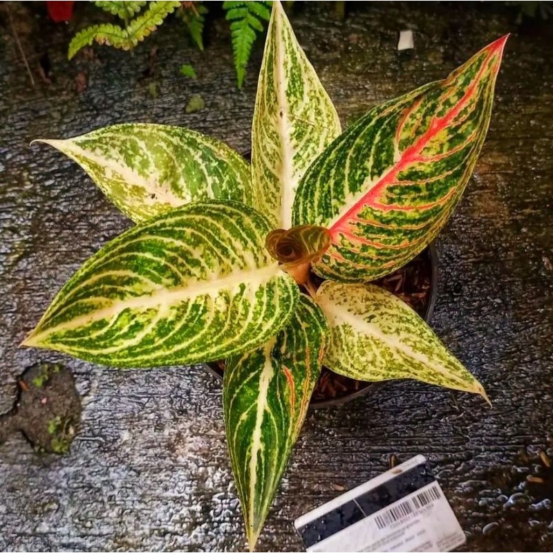 Aglaonema legacy white / Aglonema legacy white florist nursery / Aglonema legacy white (Tanaman hias