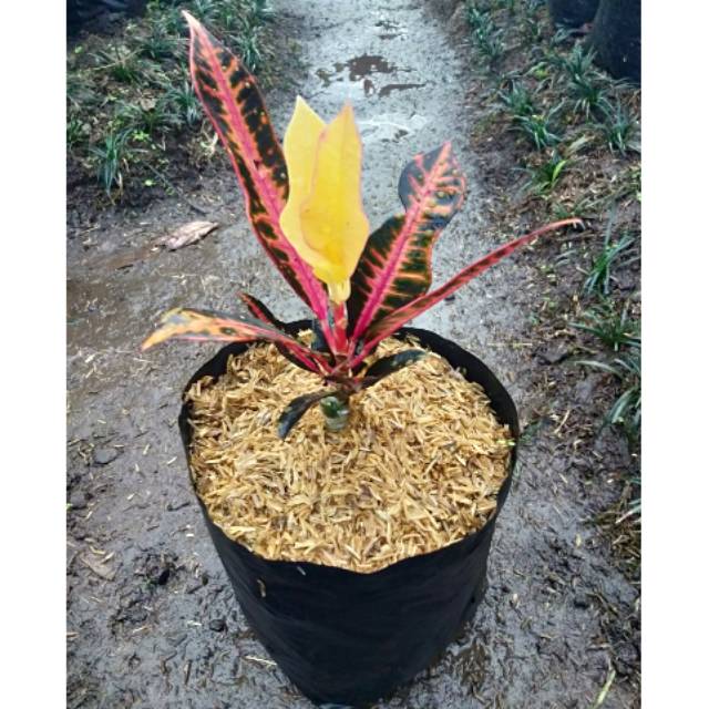 Tanaman hias daun puring pink meridian