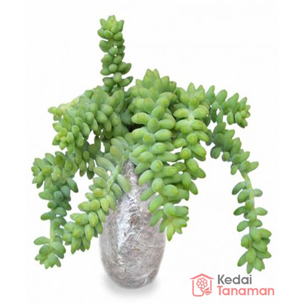 Donkey tail - Tanaman Hias Donkey Tail - Tanaman Air Mata Bunda - BAKUL KEMBANG