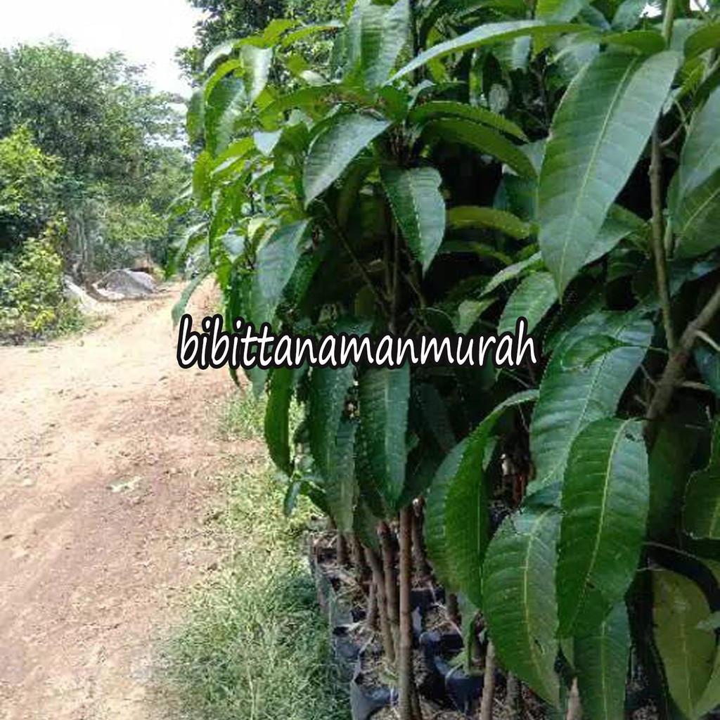 BIBIT MANGGA RED INVORY OKULASI INDUKAN BERBUAH