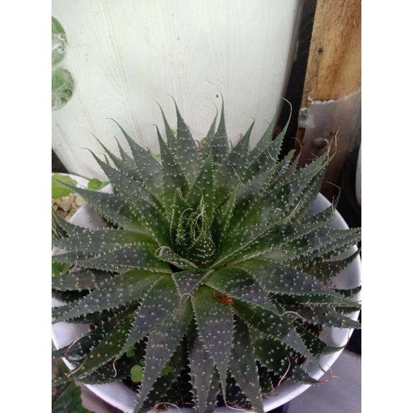 kaktus skulen hoartea ukuran besar real pick