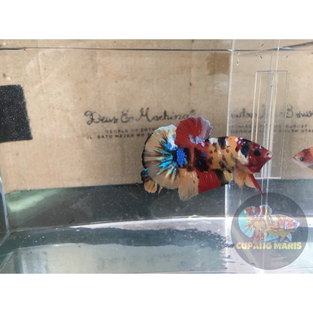 Sepasang Cupang Hias