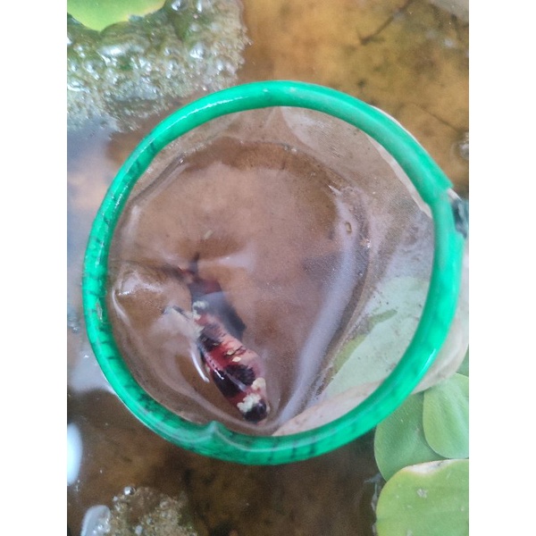 cupang red koi cooper ironman female size m