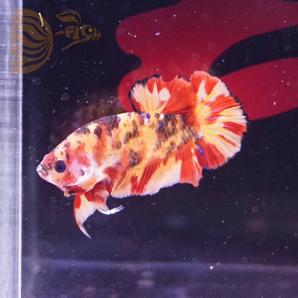 cupang male nemo plakat jantan orange B SEPT