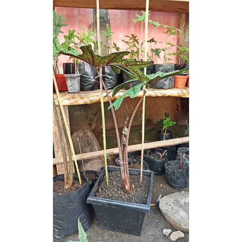 alocasia sp. sulawesi