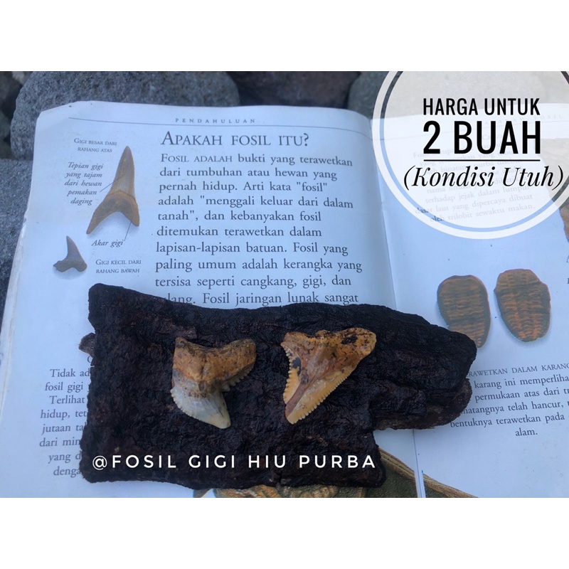 Fosil Taring Hiu Purba H5 atau Fosil Gigi Megalodon Temuan