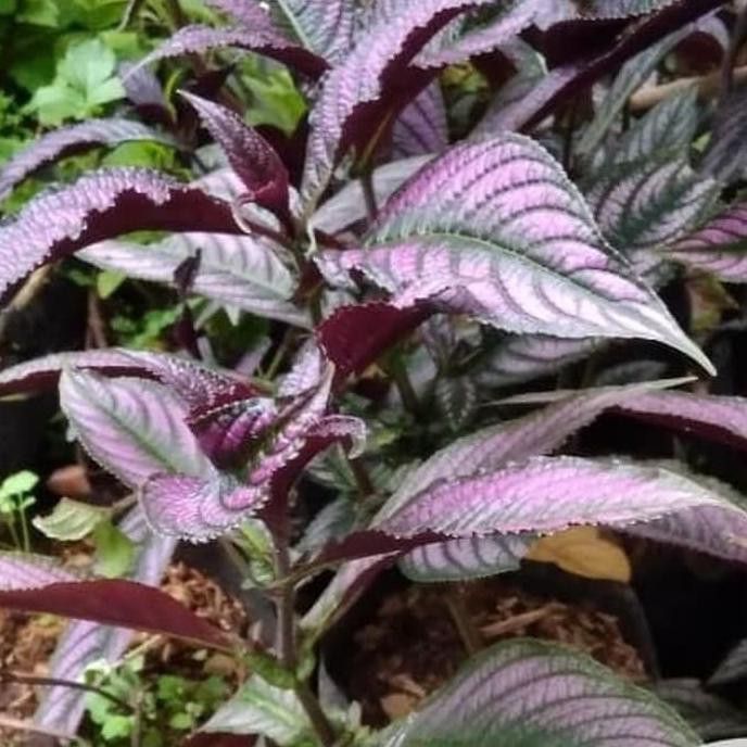 BIBIT TANAMAN KEJI BELING UNGU - POHON DAUN KEJI BELING - OBAT HERBAL FREE ONGKIR