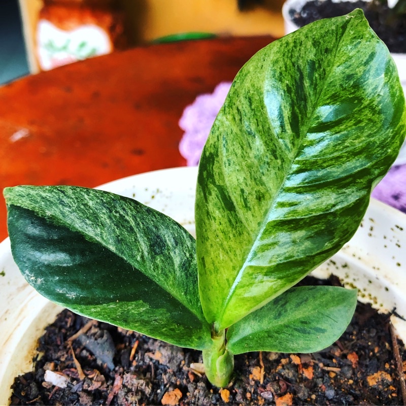 RAWATAN RHAPIDOPHORA FORAMINIFERA VARIEGATA MONSTERA Dari umbi daun & varigata mulus menor MURAH mew