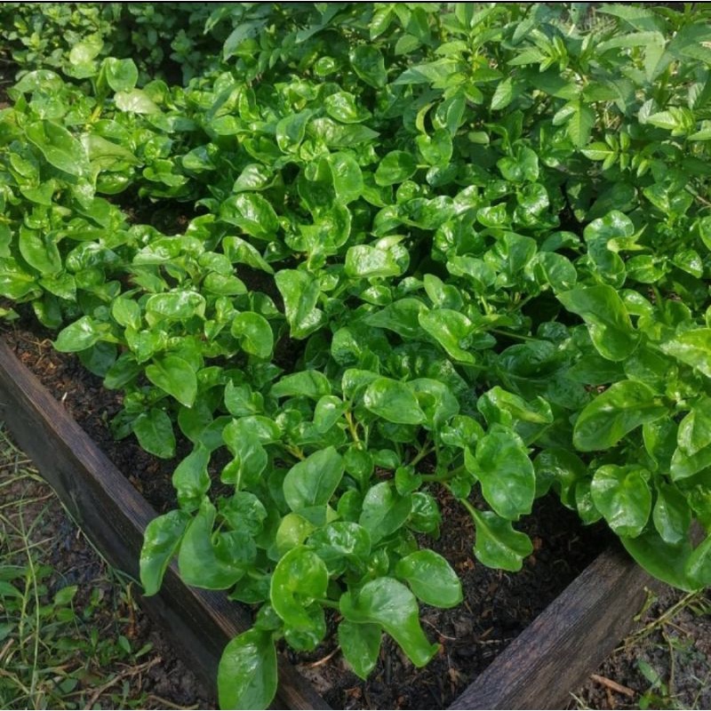 Bibit tanaman bayam brazil/Bayam sayur/Pohon bayam brazil