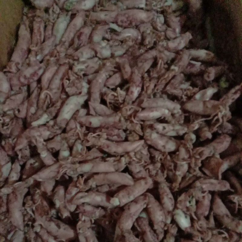 

ikan asin cumi