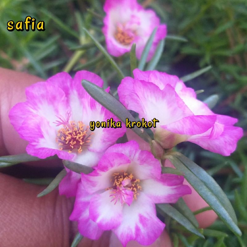 Bunga Krokot Jenis Daun Lancip