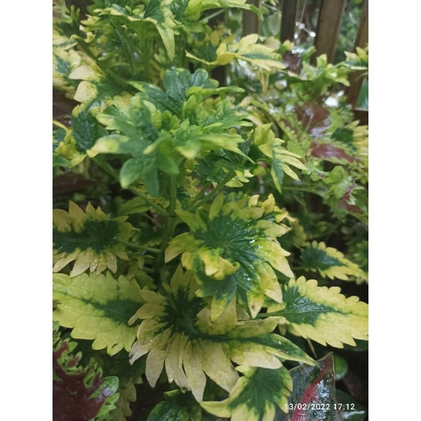 bibit jawer kotok kuning