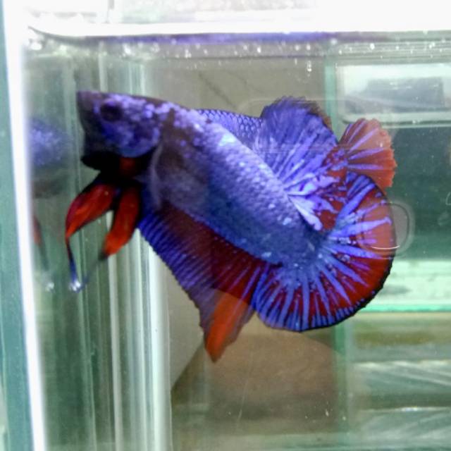 

Ikan cupang blue black