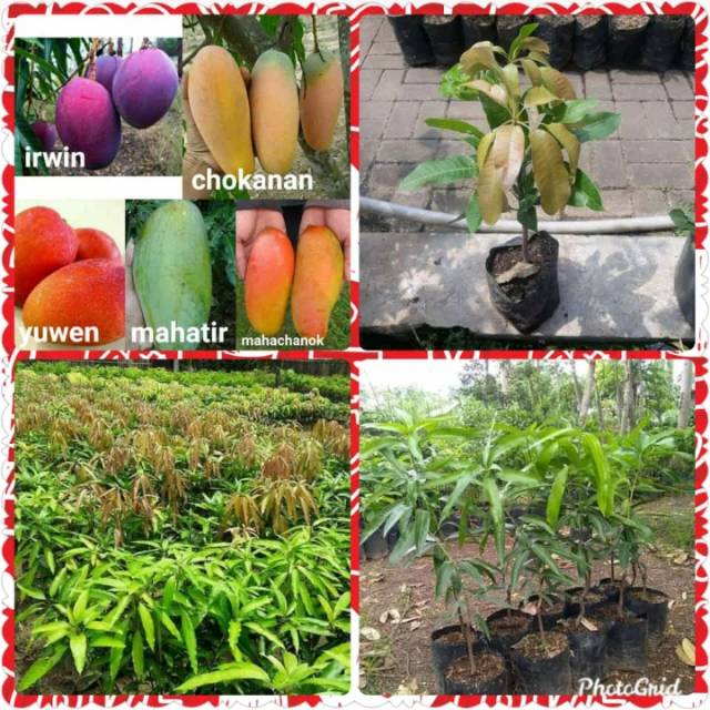 PAKET 5 BIBIT MANGGA IMPORT OKULASI SUPER UNGGUL