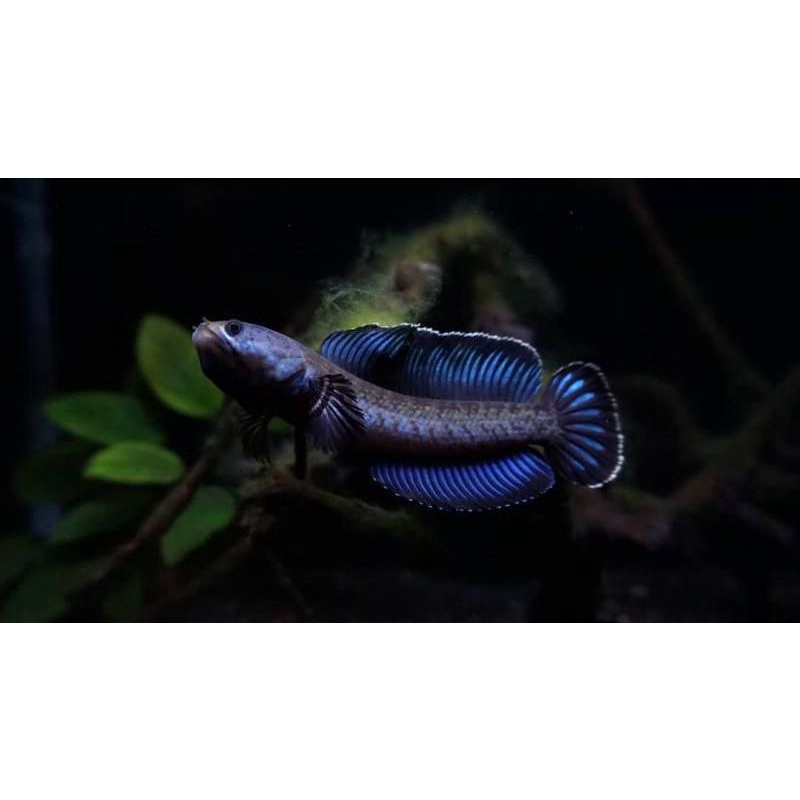 Channa Andrao/ ikan / ikan gabus / channa, GRADE A+