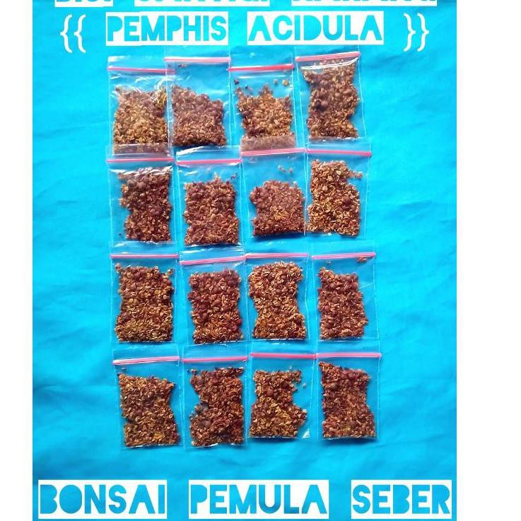 TERMURAH & TERBAIK Biji Benih Santigi Karang - Benih Bonsai Santigi Karang