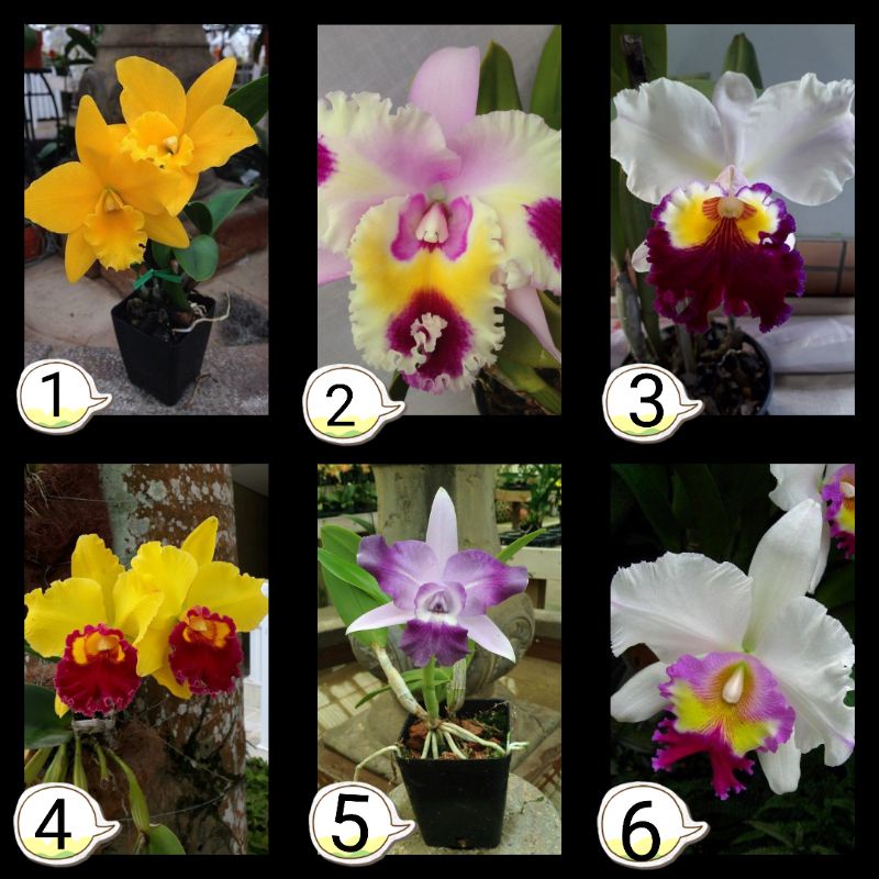 Anggrek Cattleya seedling ( bunga besar )