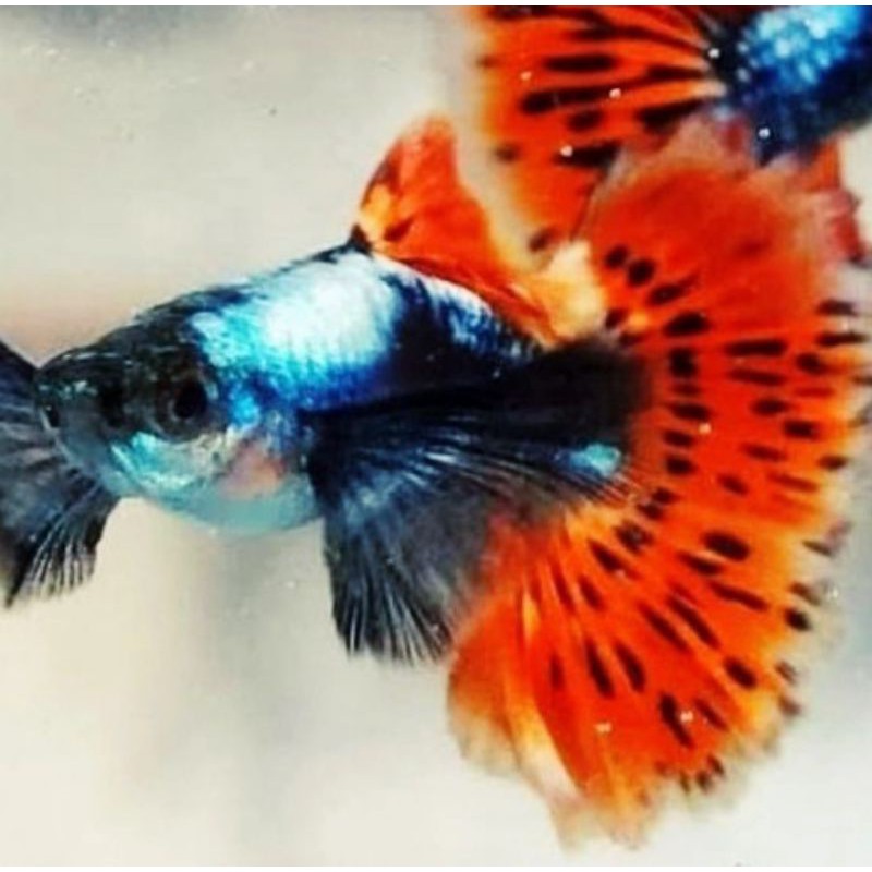 Ikan Guppy big ear sepasang