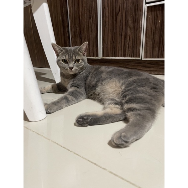 kitten Scotish Straight (pure) marble grey 7months