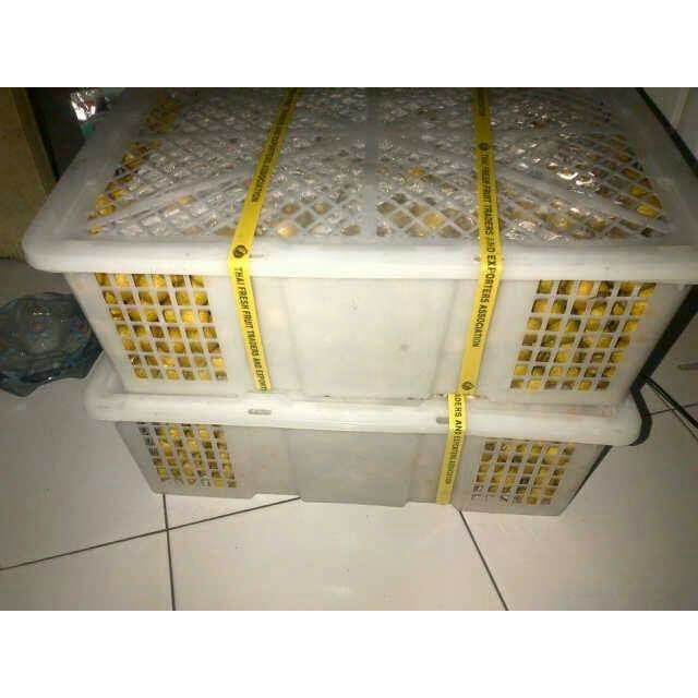 

Klengkeng Thailand (Bangkok) Gold