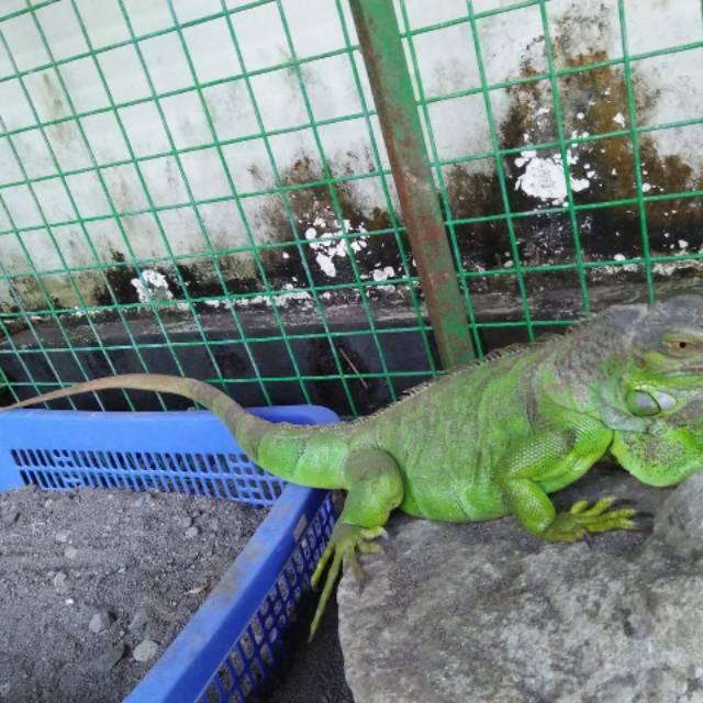 Iguana Green Betina