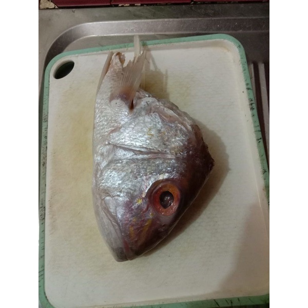 

Kepala Ikan Kakap
