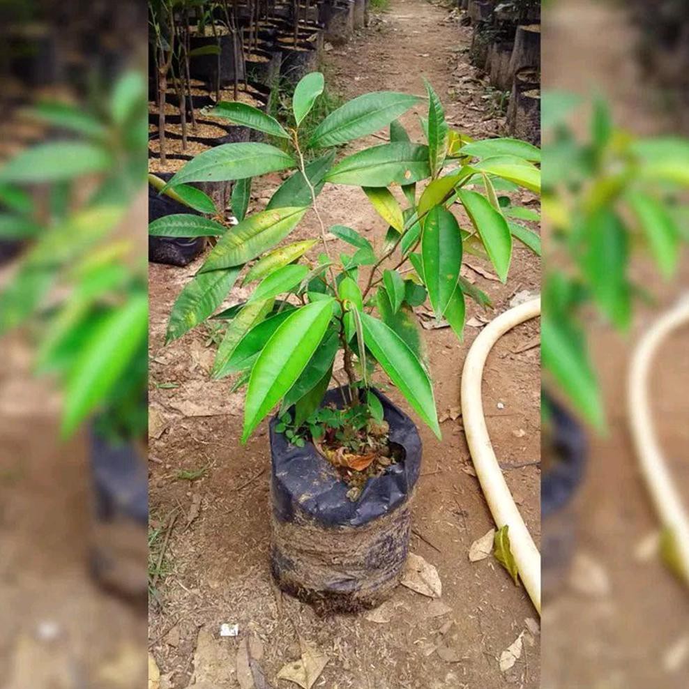 GAYA BIBIT POHON SAWO MANILA-TANAMAN BUAH SAWO MANILA-SAWO DURIAN APEL HIJAU BAGUS OKE