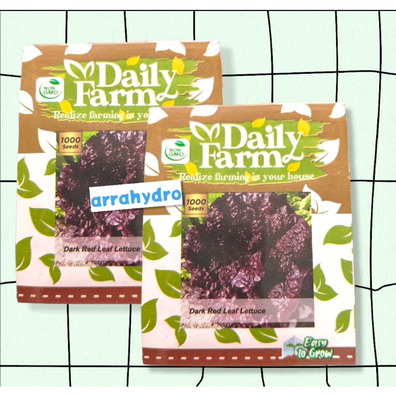 bibit dark red leaf lettuce