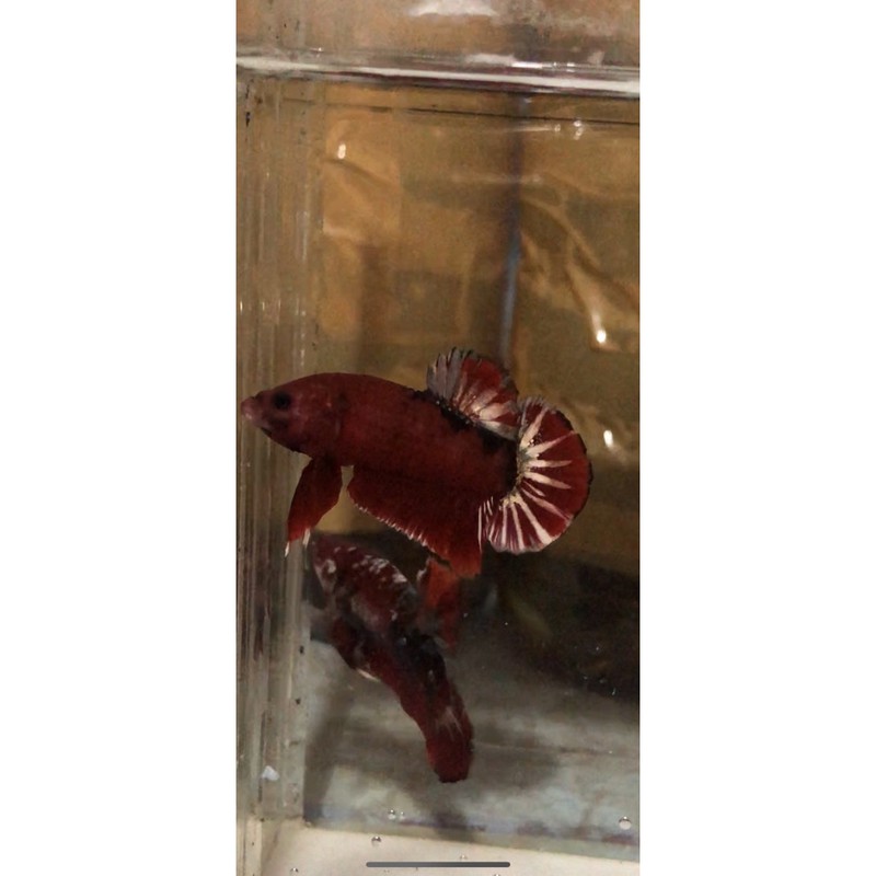 Cupang Iron Man Red Koi Copper Gold