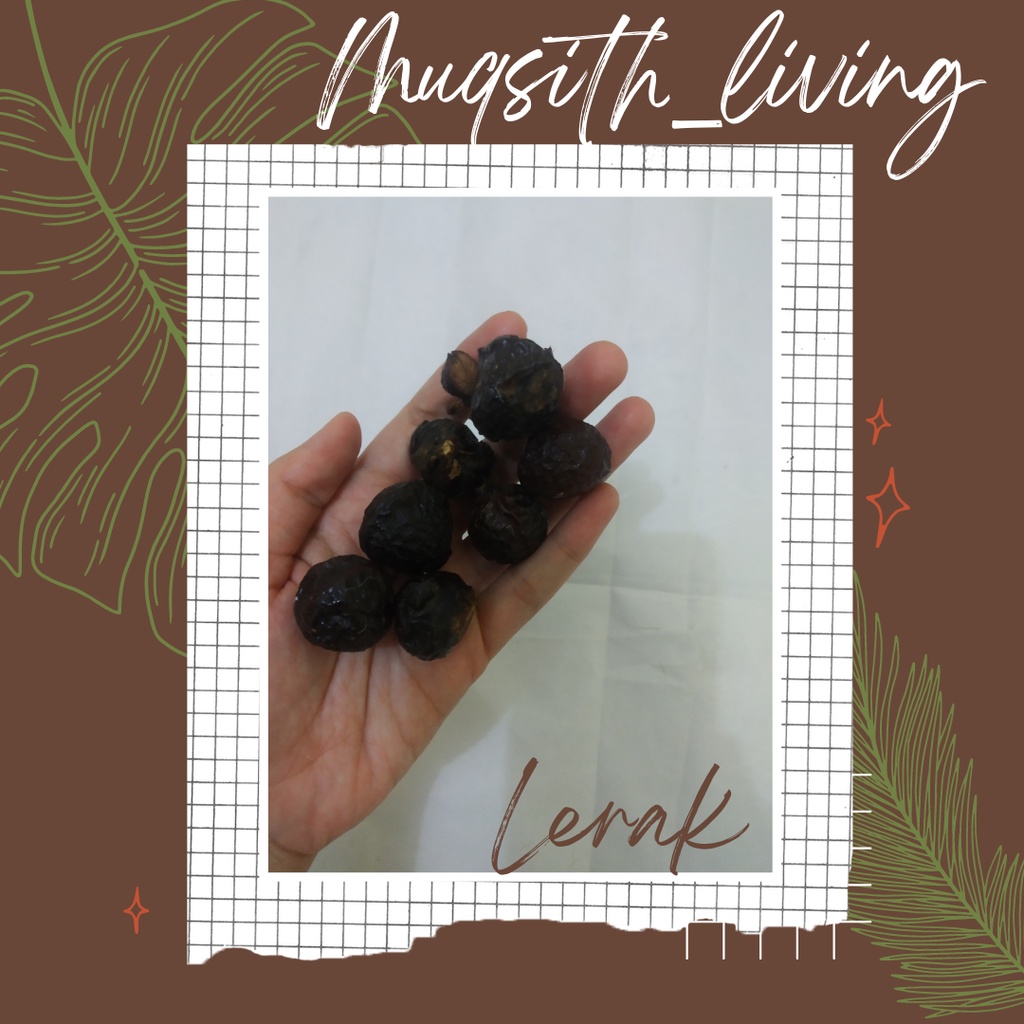 lerak sabun alami pembersih baju lerak buah