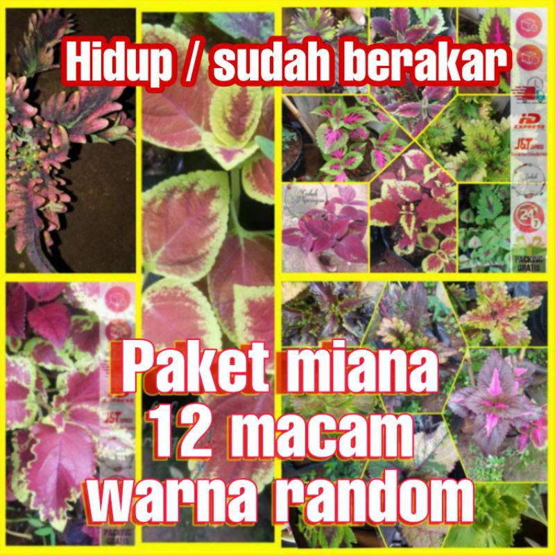[1250g] Paket bibit bunga miana 12 macam beda warna / random (hidup sudah berakar)