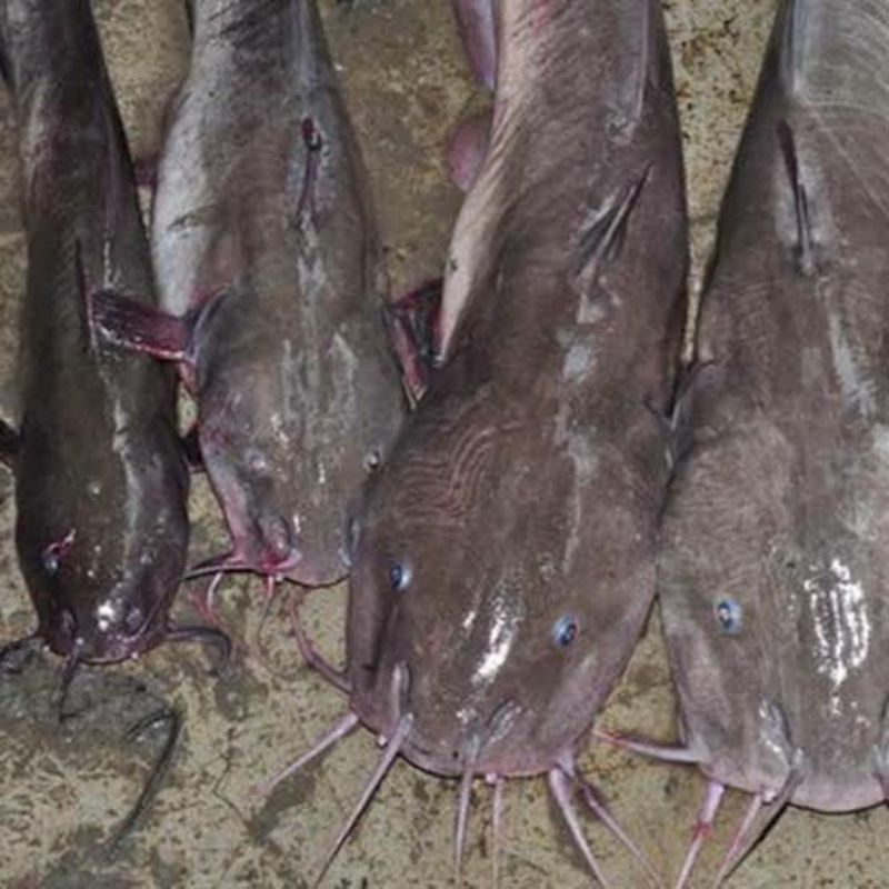 ikan sembilang bertelur