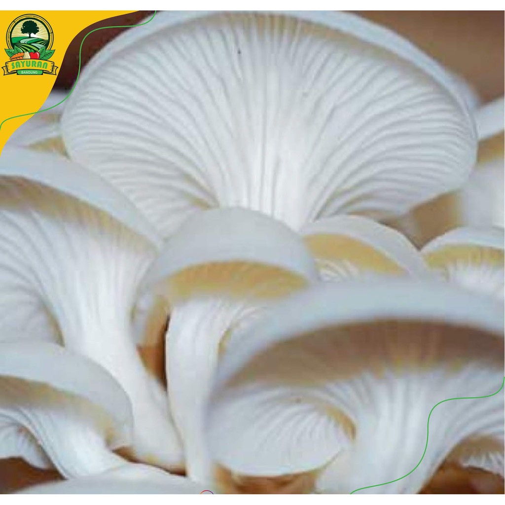 

Segar jamur tiram /250gr