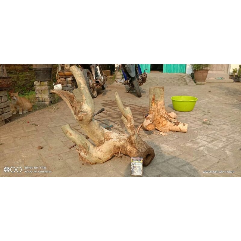 bahan bonsai serut xxl raft