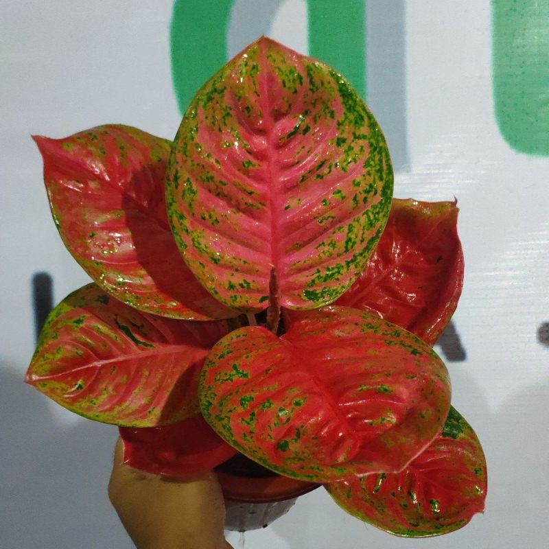 aglaonema Wulandari