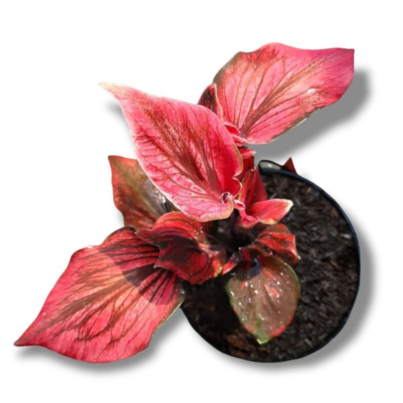Caladium Red Kujang Anakan Keladi Red Kujang Thai Series Tanaman Hias Keladi Tanaman Keladi Hias Red