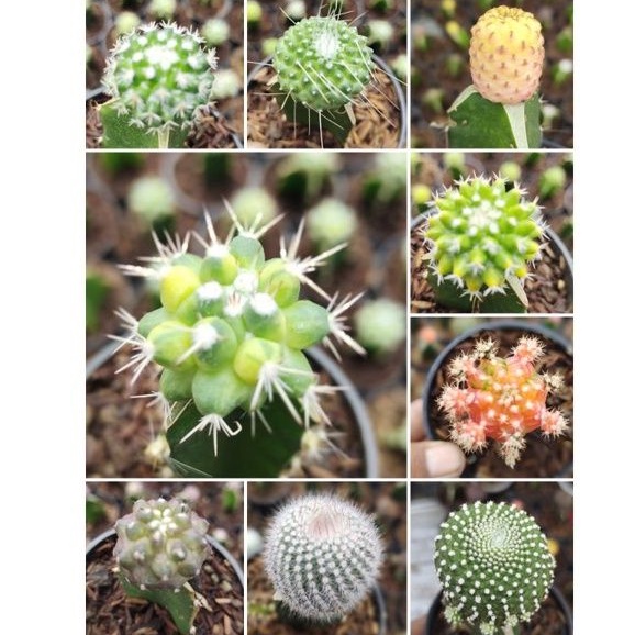 KAKTUS MINI HIDUP FREE POT