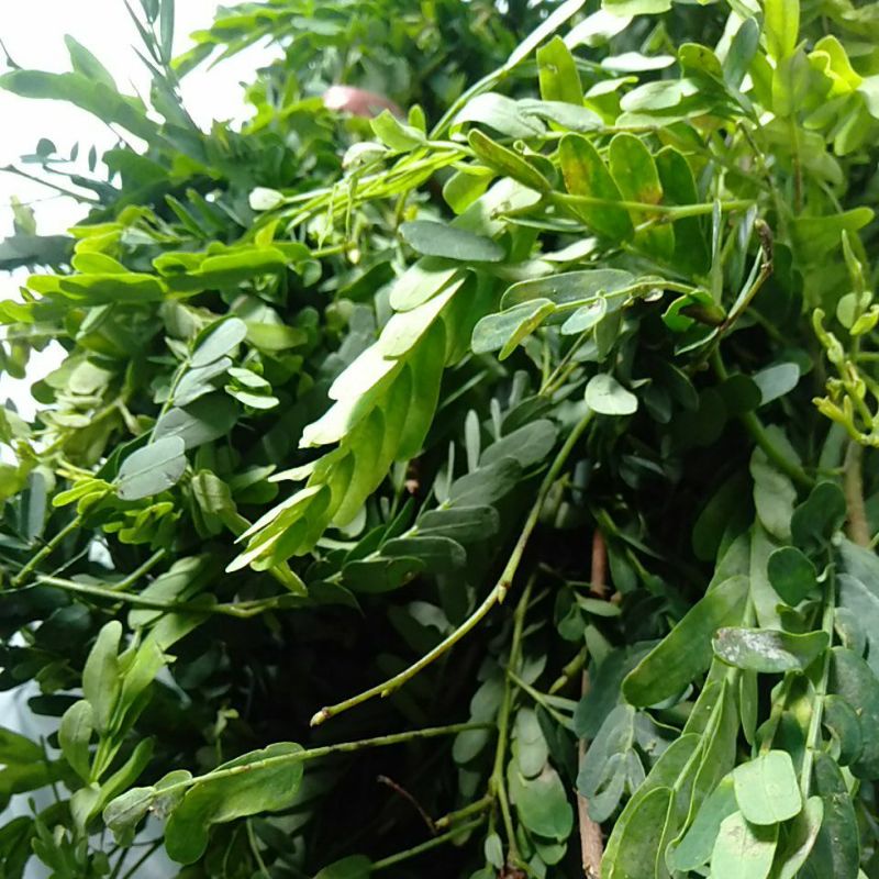 

Godong Sinom Asam Jawa