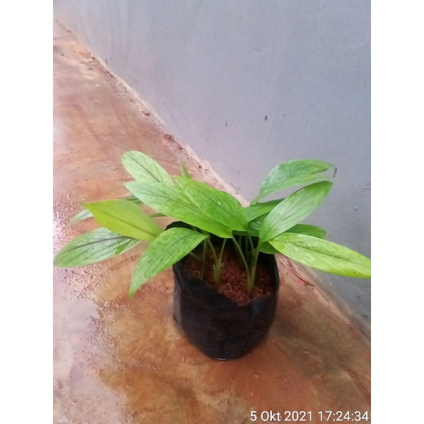 Bibit Tanaman Kunyit Hitam I Herbal asli batang merah